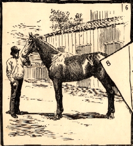 Harrodsburg, a competitor in the 1886 Kentucky Derby. The Graphic News, May 15, 1886. Filson Print Collection