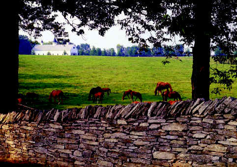 Thoroughbreds and Stone Fence in Fayette County.  Thoroughbreds and mares graze along the limestone fences.  These fences have been laid since the early settlement and are a symbol of the Bluegrass Region.