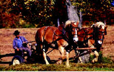 Harvesting Hay in Casey County.  Draft horse and mulls are rarely seen assisting farmers; but in remote areas of the state, animals are still used for plowing and harvesting.