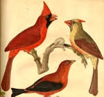 Cardinals, male and female with red tanager, American Ornithology, Vol. II, p. 40-41, by Alexander Wilson (1766-1813), 1808.